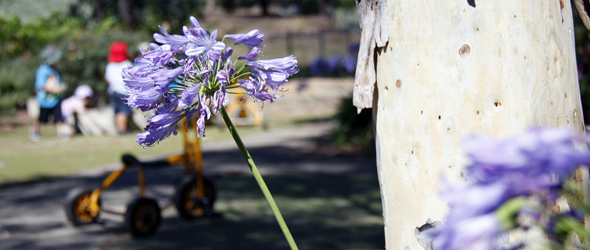 Agapanthus