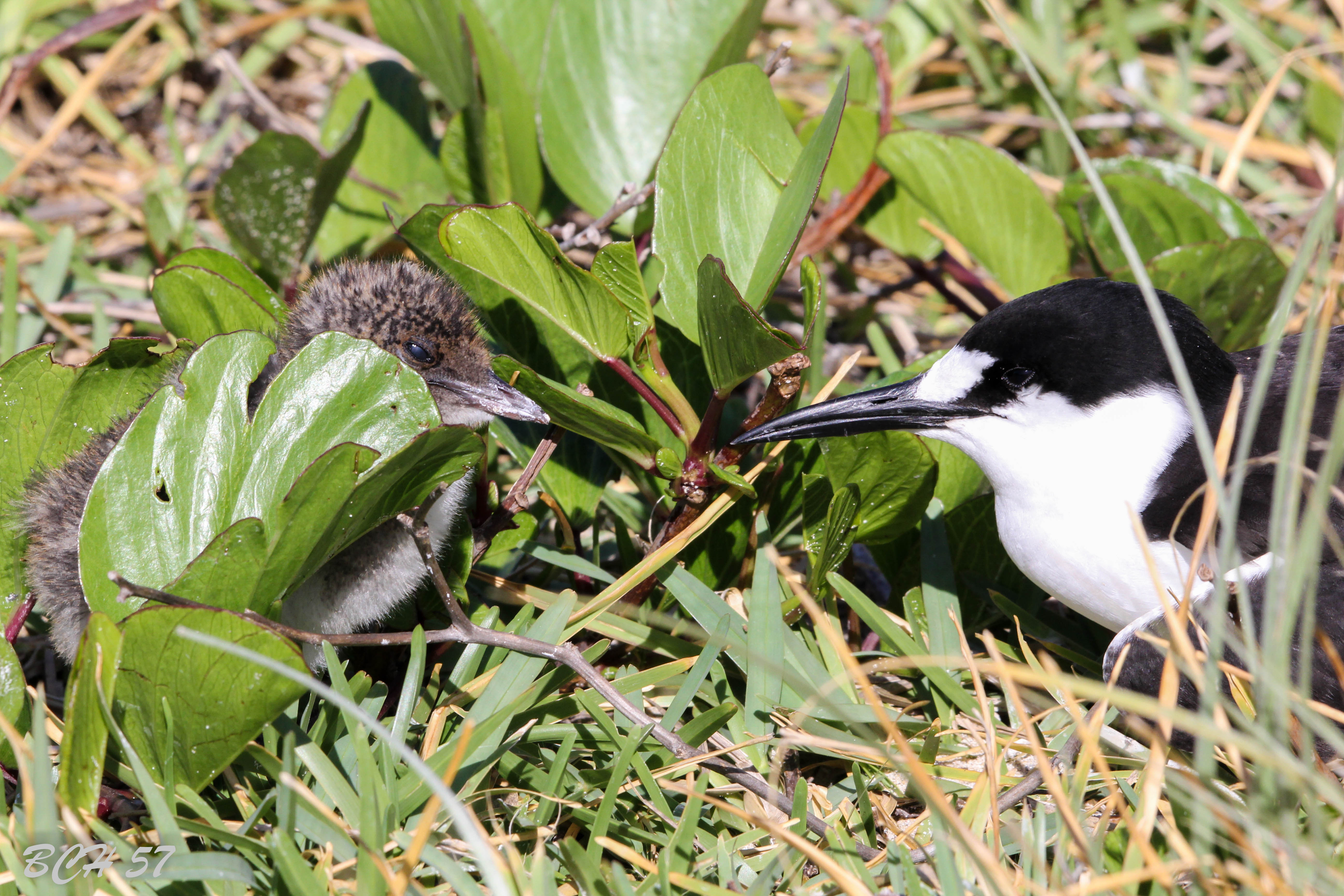 Lord Howe Island 7