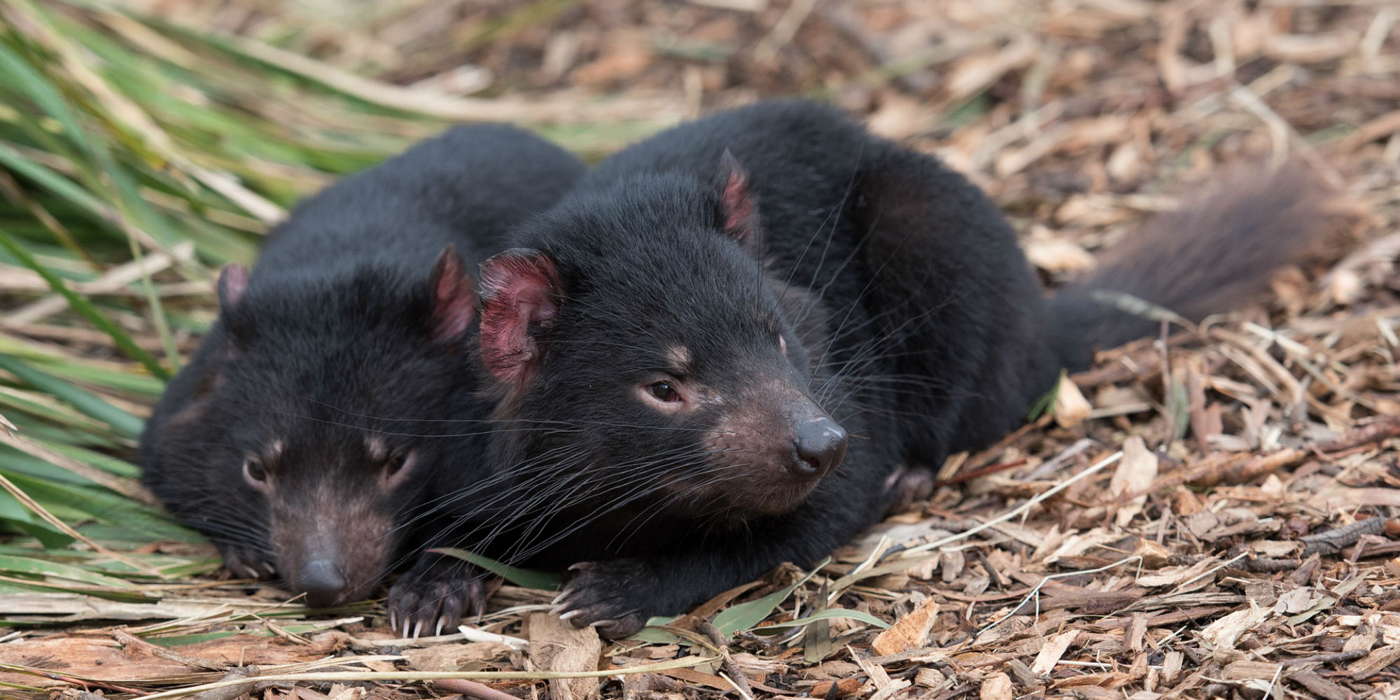 Tassie devil
