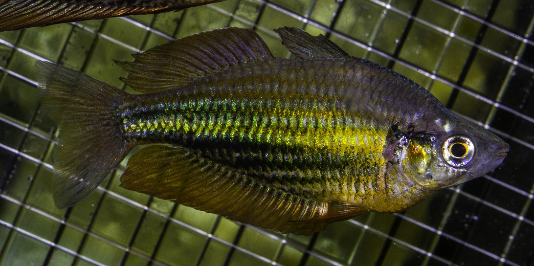 Running River Rainbowfish.